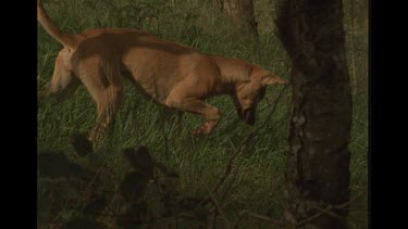 Adolescent Dingo Pouncing On Small Creature In Grass