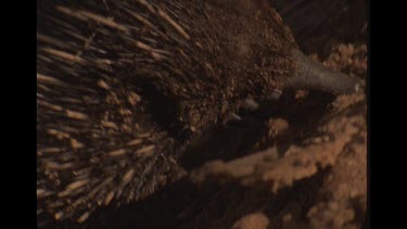 Echidna Rooting About In The Mud