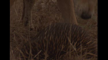 Close Up Of Adolescent Dingo Trying To Attack Echidna