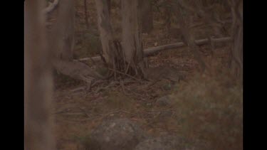 Slow Motion Shot Of Dingo Chasing Kangaroo