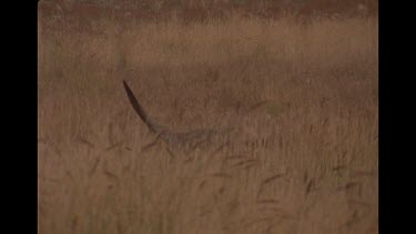 Slow Motion Shot Of Young Kangaroo Jumping In Grass
