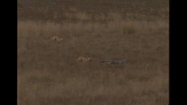 Slow Motion Shot Of Dingo Chasing Kangaroo