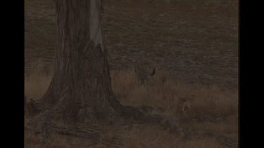Slow Motion Shot Of Dingo Chasing Kangaroo And Catching It