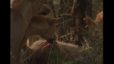 Group Of Dingo Tearing At Kangaroo Carcass