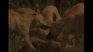 Group Of Dingo Tearing At Kangaroo Carcass