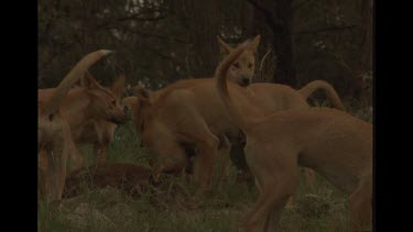 Dingo Being Attacked From Eating Kangaroo Carcass