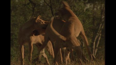Group Of Dingo Play fighting In Australian Bush