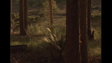 Dingo Running In The Bush