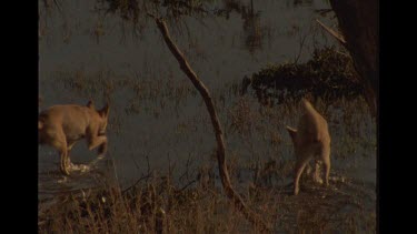 Dingo Running In Water In Bush