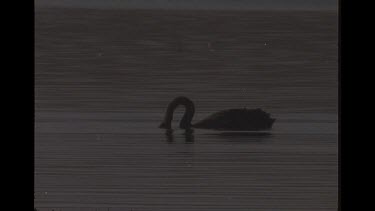Black Swan Eating Seaweed