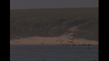 Faraway Shot Of Dingo On The Beach With Black Swans A Lake