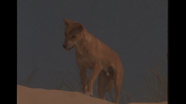 Dingo Stood On Sand Dune