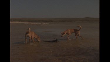 Two Dingo Attacking A Goanna