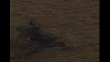 Goanna Submerged In Water