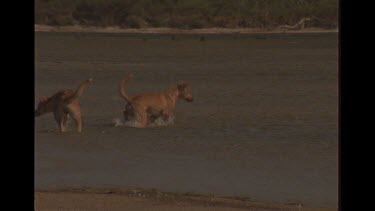 Two Dingo Trying To Attack A Goanna Swimming Away