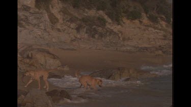 2 Young Adolescent Dingo Taking Grabbing Two Already Dead Sea Birds From Shoreline
