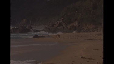 Faraway Shot Of Dingo Eating A Carcass Of A Bird On Beach