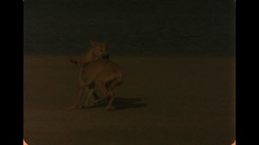 Slow Motion Shot Of Two Dingo Adolescents Playing On Beach