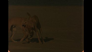 Slow Motion Shot Of Dingo Adolescents Playing On Beach