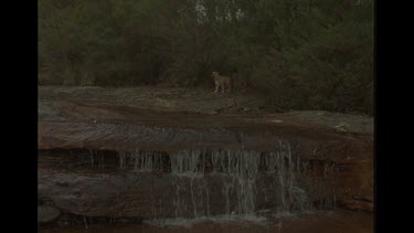 Dingo Puppies Looking Worried By Water In Bush
