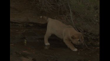 Lone Dingo Puppy Frightened to Cross Creek