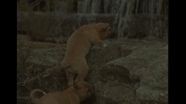 Dingo Puppies Looking Worried Looking For Mother