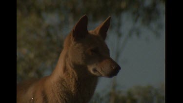 Head And Shoulder Shot Of Dingo In The Australian Bush