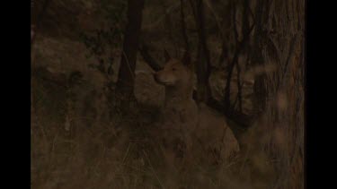 Mother Dingo Calling For Her Babies