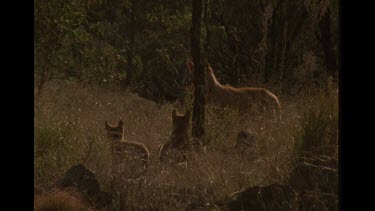 Dingo Mother And Her Puppies In The Bush