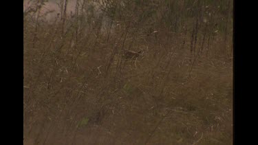 Lone Dingo Puppy In Tall Grass