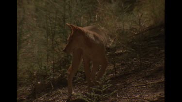 Mother Dingo Waiting For Her Babies In Australian Bush