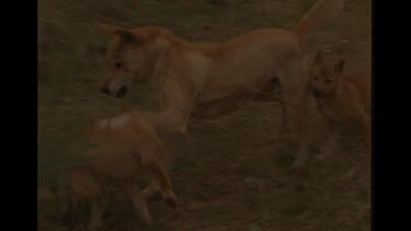 Beautiful Shot Of Mother Dingo And Her Playful Puppies