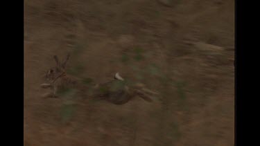 Rabbit Running For It's Life Through The Bush