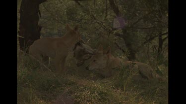 Dingo Puppy With Dead Rabbit In It's Mouth, Caught By It's Mother