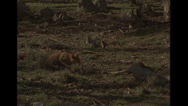 Dingo Puppy Eating Carcass Of Rabbit Before Wedge Tailed Eagle Tries To Grab It