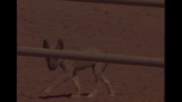 Emaciated Mother Dingo And Pup Entering Cattle Station Watering Hole