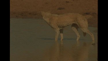 Emaciated Mother Dingo And Pup Drinking At Cattle Station Watering Hole