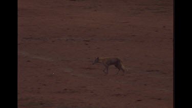 Very Emaciated And Sick Looking Dingo Walking In The Outback