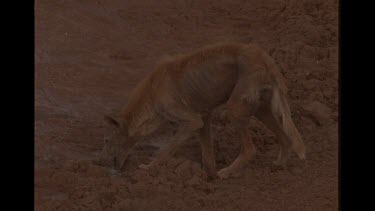 Very Emaciated And Sick Looking Dingo Trying To Drink From Drying Watering Hole, climate change