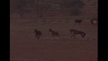 Brumby Horses And Fouls With Cattle In The Background