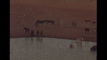 Brumby Horses And Cattle At Station Watering Hole