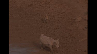 Very Emaciated And Sick Looking Dingo Looking At A Cow At Drying Watering Hole