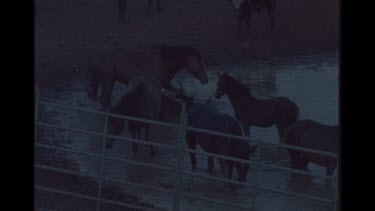 Group Of Brumby Horses Standing In Outback Cattle Station Watering Hole