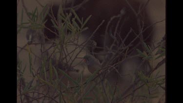 Group Of Zebra Finch's In the Foreground, Cow In The Background