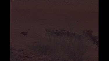 Group Of Cattle In the Outback
