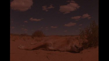 Dead Dingo In The Australian Outback