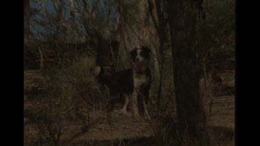 Domestic Dog In the Bush With Dingo Playing