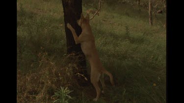 Dingo Standing Against A Tree Biting Bugs On Tree Trunk