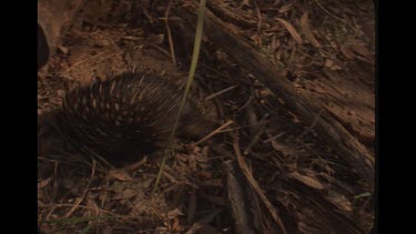 Echidna Rooting About In The Leaves