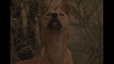 Head And Shoulder Shot Of Dingo